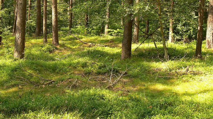800px-Gelbensander_Forst_waldboden