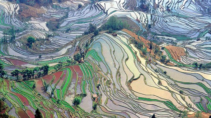 800px-Terrace_field_yunnan_china