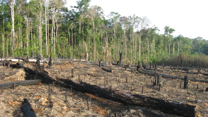 Abholzung - Brandrodung Regenwald, Amazonien Brasilien