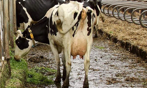 Milchkuh-Stall_Aktuelles_TierschutzChemnitz