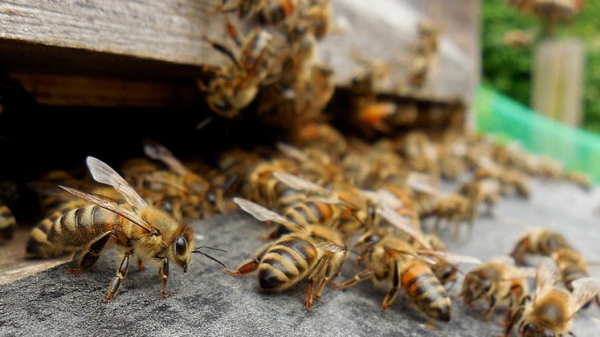 csm_190408_bienen_schmickl_f80ce84fe9