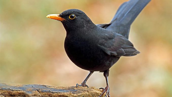 160923-nabu-amsel-frank-derer