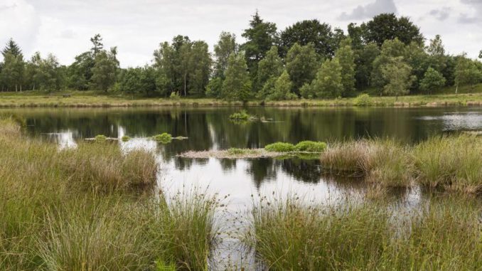 Budschimoor_klein_0