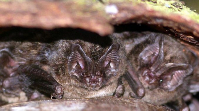 csm_Mops_Mopsfledermaus_51673cdf23