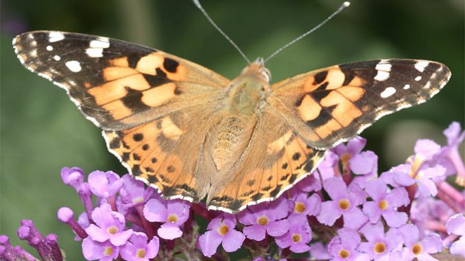 140731-nabu-distelfalter4