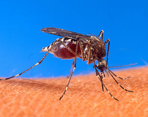 300px-Aedes_aegypti_biting_human