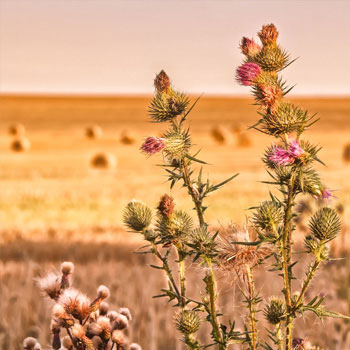 350-Distel-auf-Acker-c-wwf