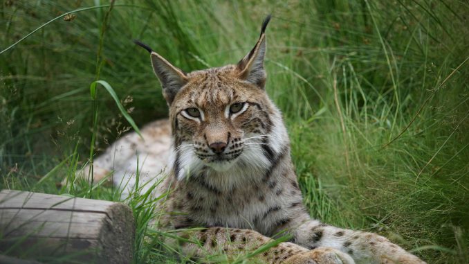 6000-4000-Luchs-c-Robert-Guenther-WWF