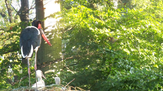 Storch_Cottbus_vor