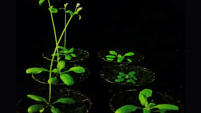 csm_206-emami-plant-journal-plants_e40b6d9195