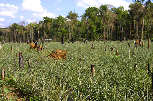 Ananas Ananas comosus Ananas sativus Ananasplantagen auf gerodeten Waldflaechen im Amazons Regen