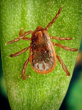 285px-Rhipicephalus_sanguineus