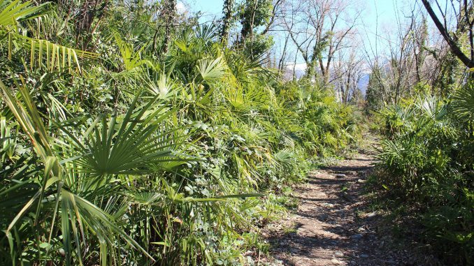Hanfpalme_Wald_Tessin_S-Schweiz_BrigitteMarazzi_1_WEB