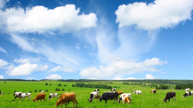 Landwirtschaft_Kuehe auf der Weide Dudarev Mikhail Fotolia_24265308_L