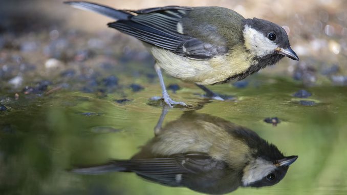 csm_03_Kohlmeise_Parus_major_Copyright_Bernard_Castelein_bd25a90e5e