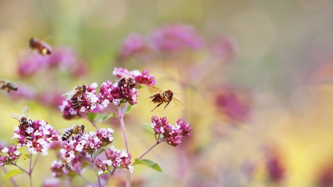 csm_Fotolia_116160230_Bienen-Kraeuter-Oregano_Ingo-Bartussek_88ad9ebdb7