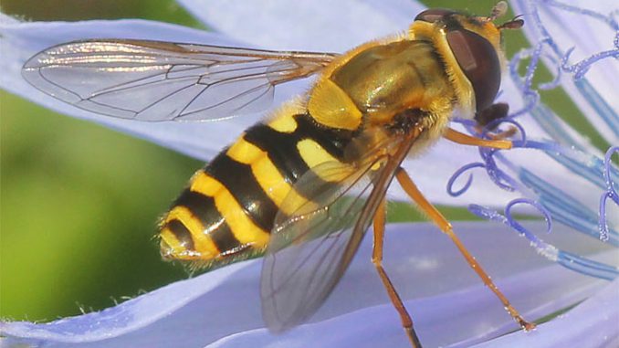 141212-nabu-schwebfliege-helge-may3