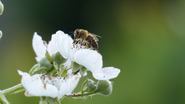 190812_Bienen