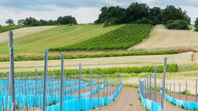 Anpflanzung-Wein