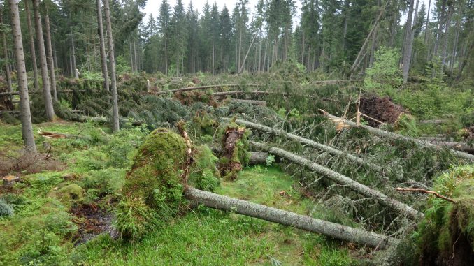 Im Waldcasino: Der FSC fordert endlich klare Schritte zu mehr naturnaher Waldwirtschaft