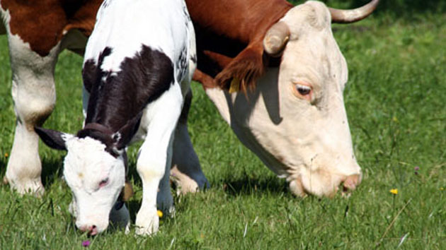 Glueckliche_Kuh_mit_Kalb