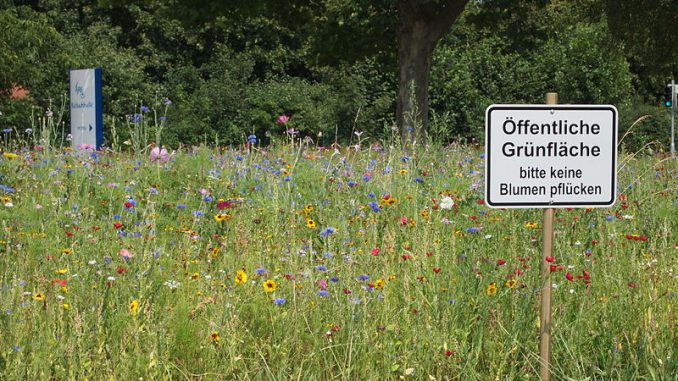 800px-Öffentliche_Grünfläche