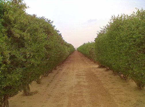 TT-Jojoba_UHOH_Oliver-Branch