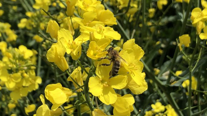 Bienen Heidfeldhof