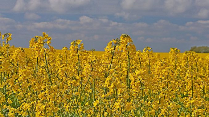 Rapsblüte_Mecklenburg