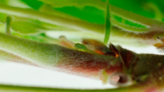 Weissdornblattsauger Cacopsylla melanoneura