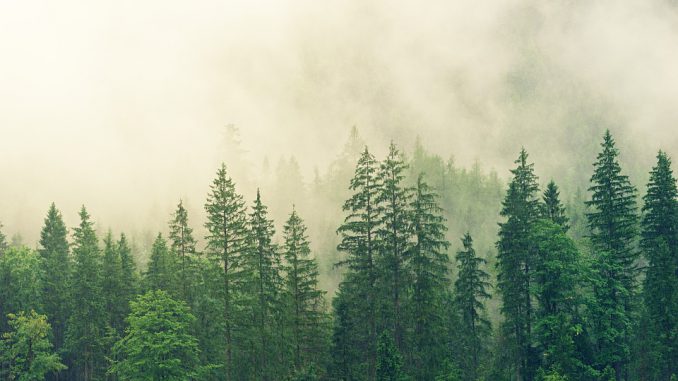 fog-3622519_960_720