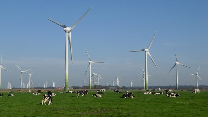windpark_mit_kuehen_quer