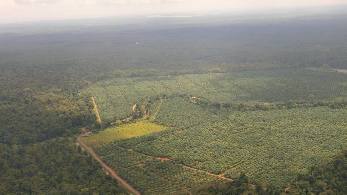 Tabin-Kulamba_Gebiet_auf_Borneo_Foto__Robert_Risch_RFF (1)