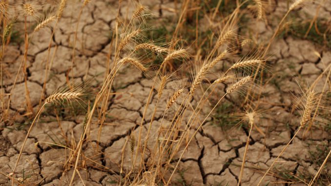 Barren land