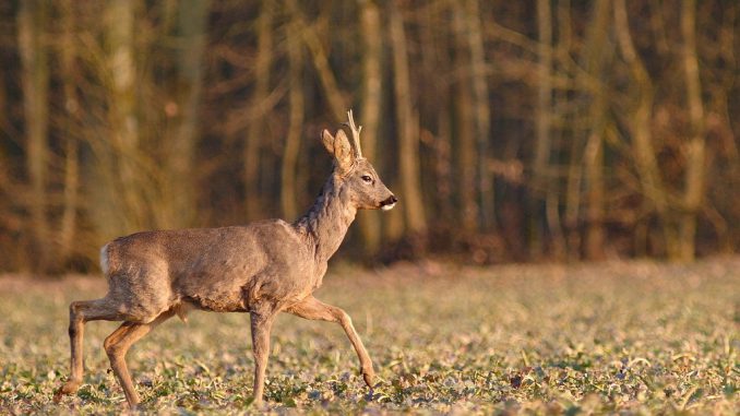 1024px-Chevreuil(brocard)-HAYE_sylvain
