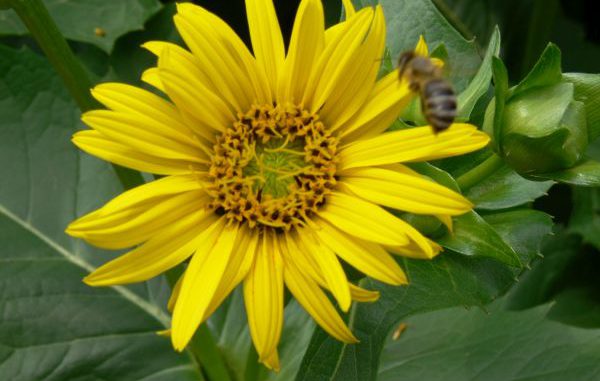 Durchwachsene Silphie Blüte