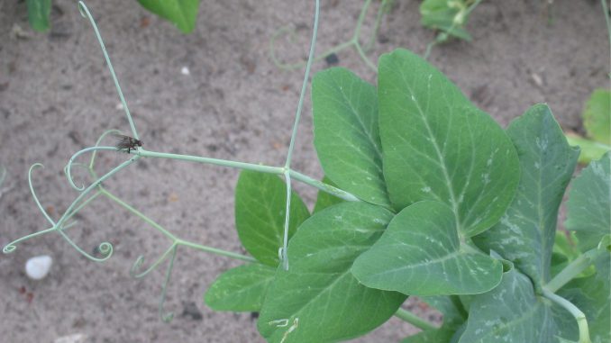 Pisum_sativum_bladrank_(tendril)