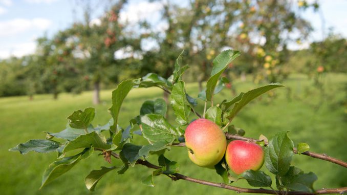 csm_Streuobstwiese_Apfel_dpa_51393352_2434x1310_66d26cdba6