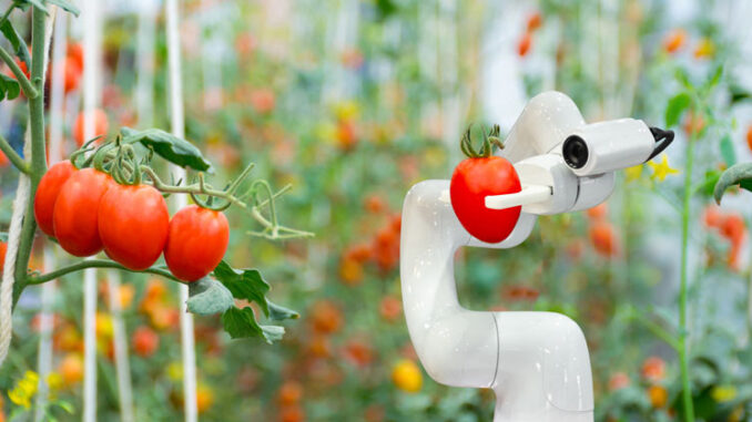 Gemuese-Roboter_sompong_tom