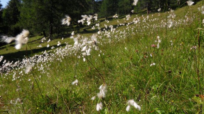 Niedermoor_Essl-768x576
