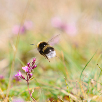 350-hummel-unsplash-c-CC0