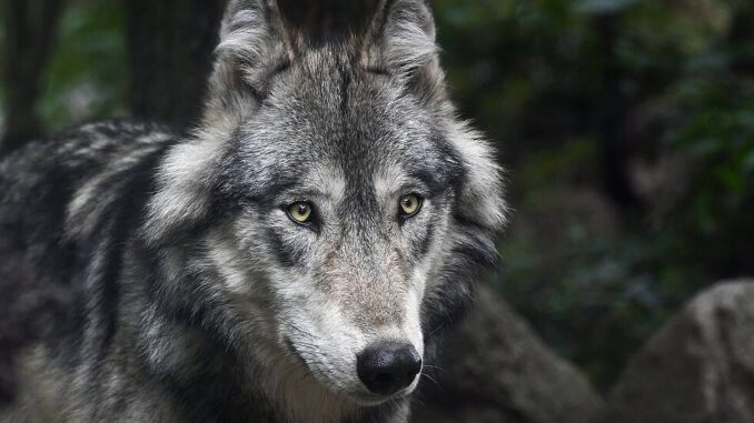 csm_wolf-3241382_4050eec46b