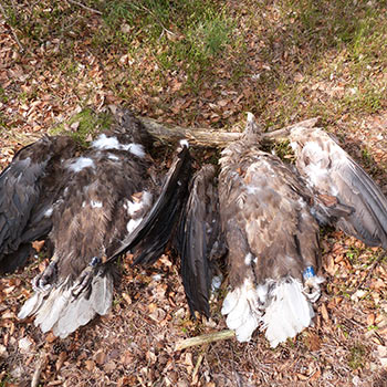 350-Tote-Seeadler-c-Thomas-Neumann-WWF