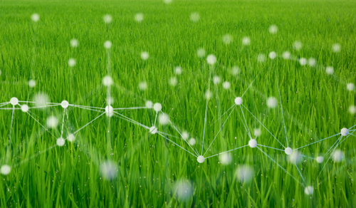 smart agriculture concept with machine, deep learning, neural ne