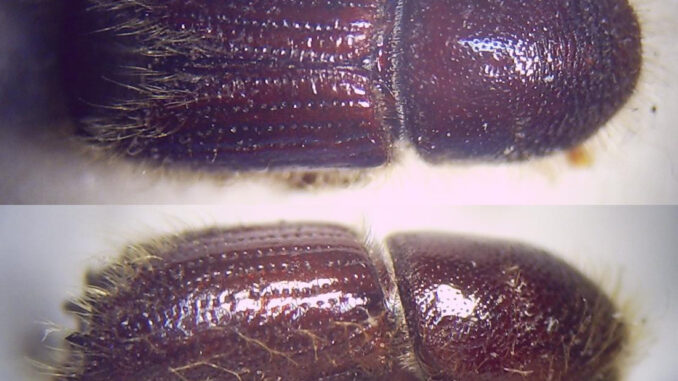Ips_typographus_Imago