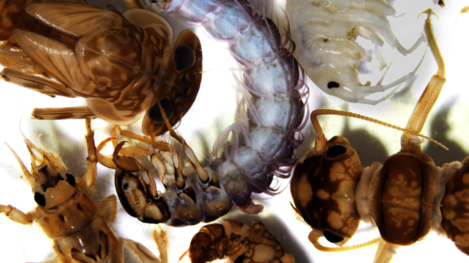 csm_2020_07_15_Nature_Communications_Studie_WRemmers_5104c571ed