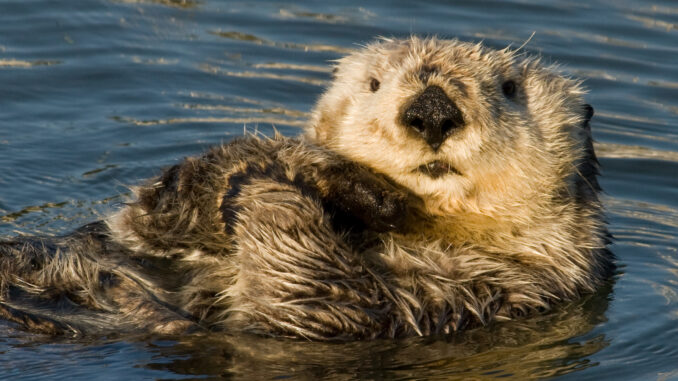 Sea_Otter_Close_J_Tomoleoni