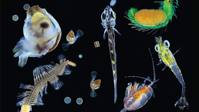 Plankton_species_diversity
