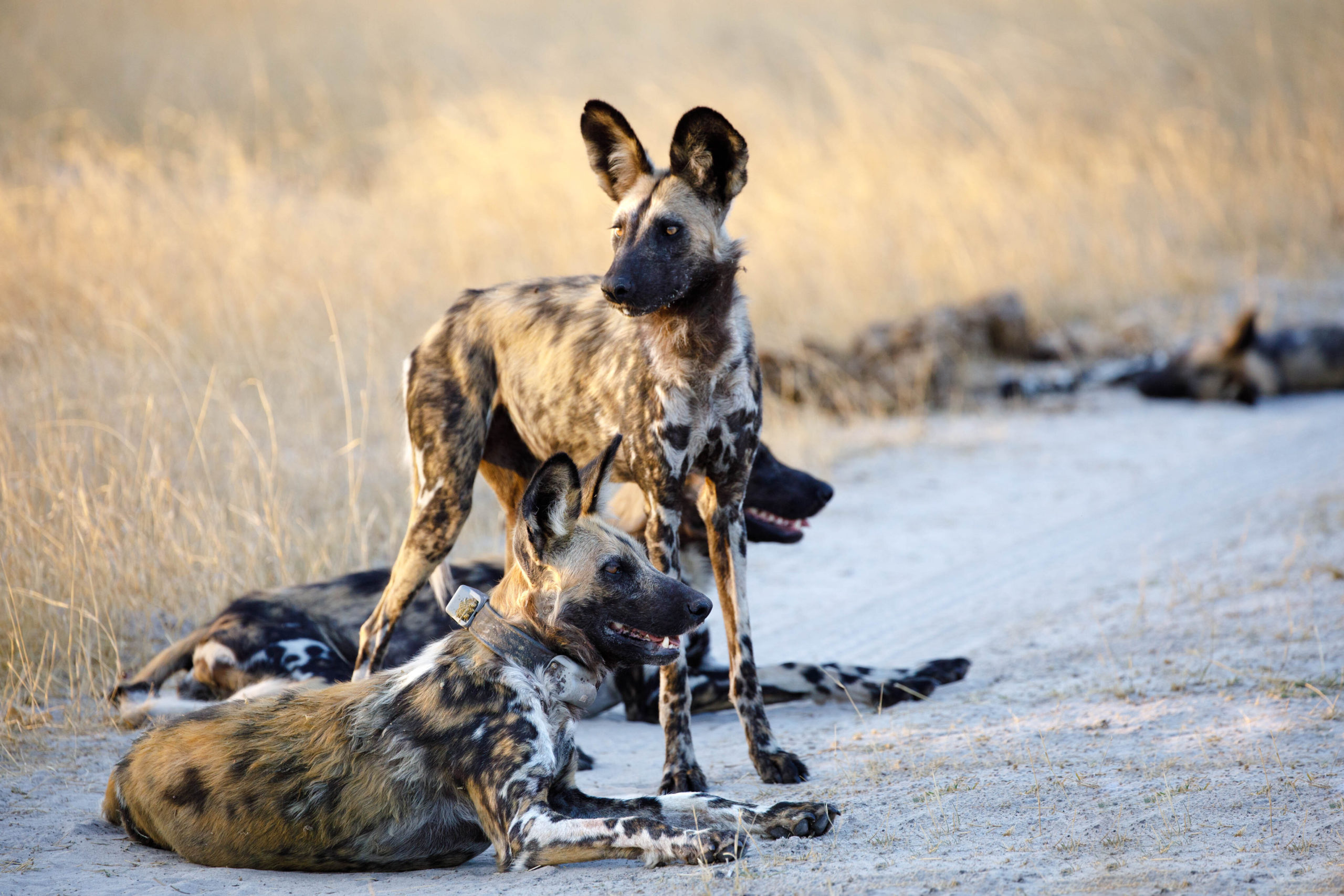 The African Wild Dog An Ambassador for the World’s Largest Terrestrial